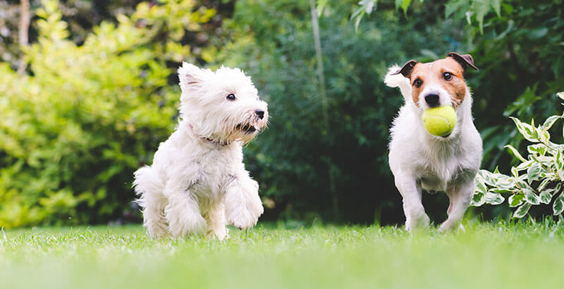 Mon chien est hyperactif, comment faire ?