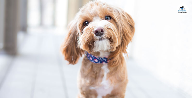 Quizz : Votre chien vous reconnaîtrait-il si vous vous déguisiez ?