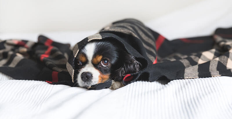 Chien peureux : Comment améliorer son bien-être ?