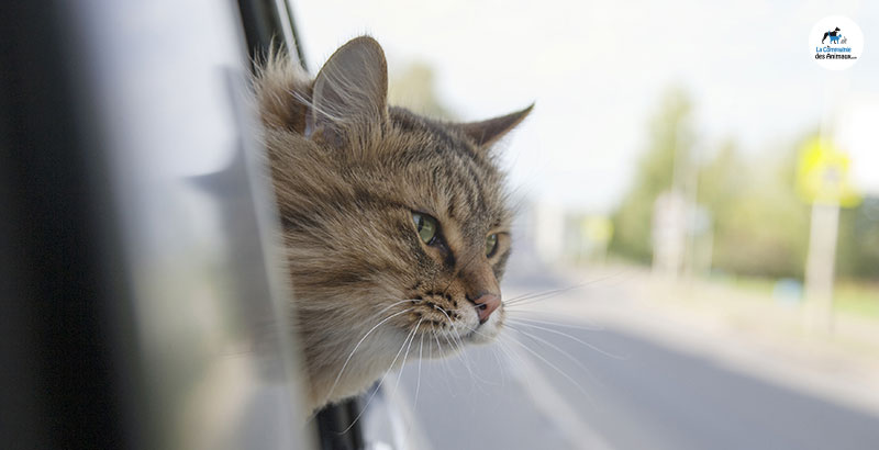 Nos conseils pour des week-ends sans stress avec votre animal