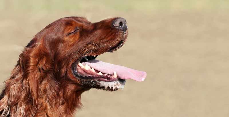 Pourquoi mon chien respire-t-il vite ?