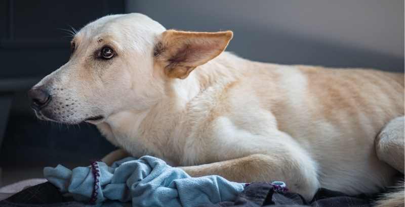 Pourquoi mon chien claque-t-il des dents ?