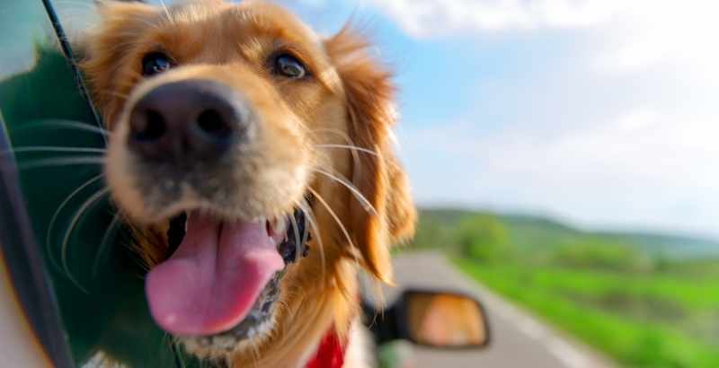 Partir en weekend avec ou sans son chien ?