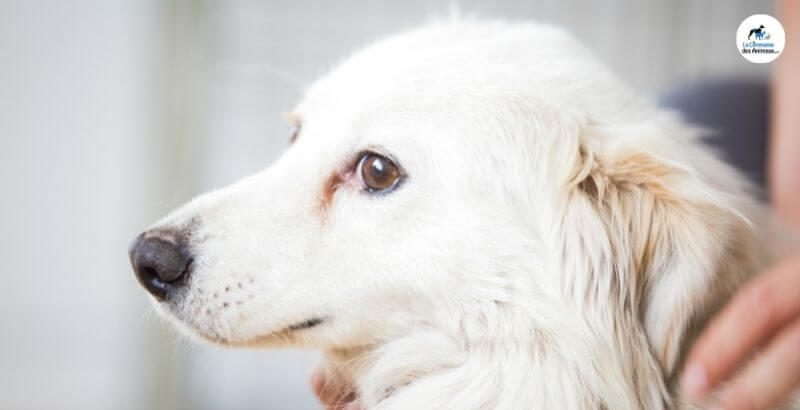 Les solutions anti-stress pour chiens 