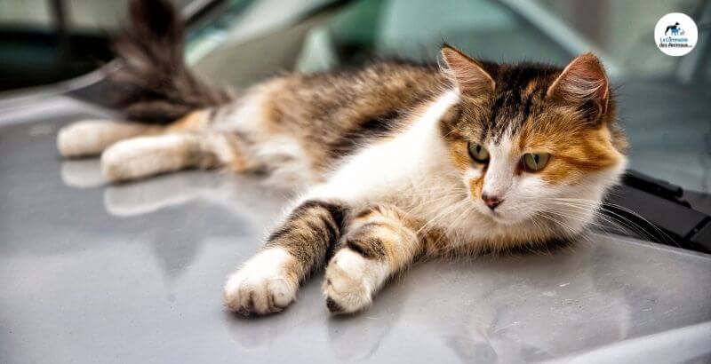 Voyager avec son chat en voiture