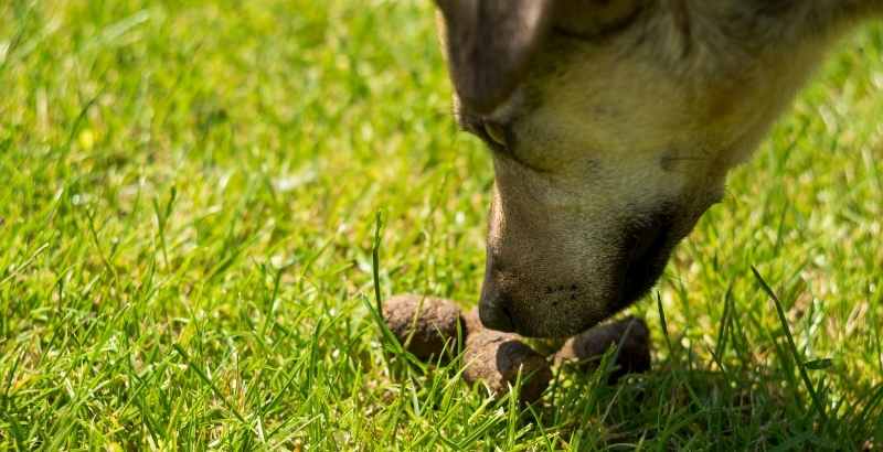 La coprophagie chez le chien