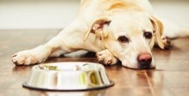 Comment choisir ses croquettes pour chien vétérinaire ? 