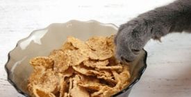 Le Crocchette per Gatto Senza Cereali | Guida 100% Veto