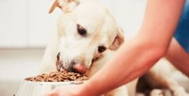 Alimentation et Nourriture pour Chien Sans Céréales | Le Guide 100% Véto