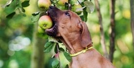 Pourquoi choisir des croquettes Bio pour son Chien ? 