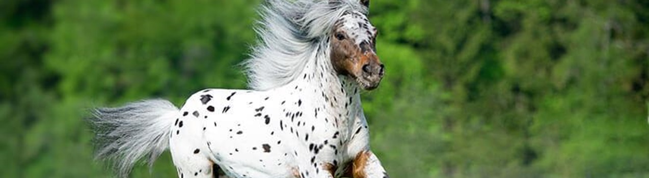 Appaloosa