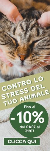 A Luglio, Le Nostre Soluzioni Antistress gatto