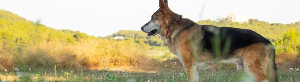 La displasia dell'anca nel cane