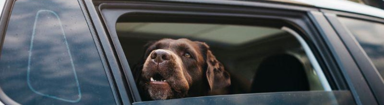 Il mio cane è stressato in auto, cosa fare ?