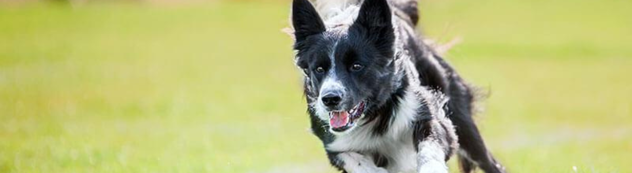 IL BORDER COLLIE