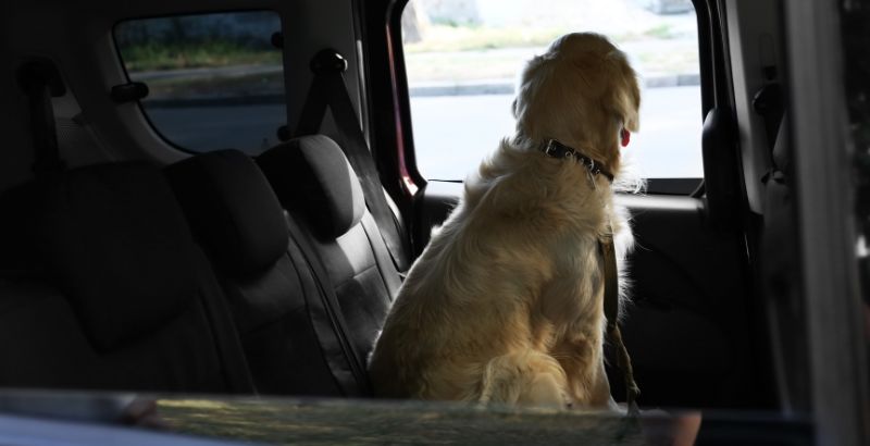 Pourquoi mon chien est stressé et malade en voiture ?