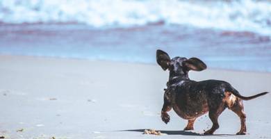 Dysplasie de la hanche chez le chien : symptômes et traitements